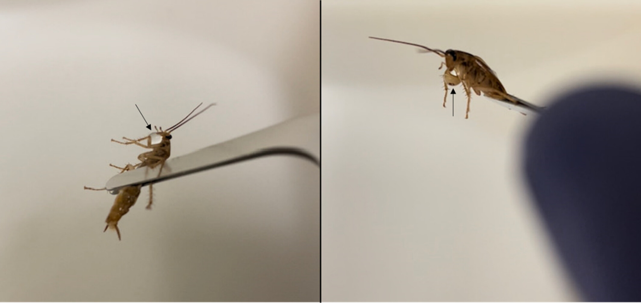 Horizontal transmission of Salmonella Typhimurium among German cockroaches and its possible mechanisms