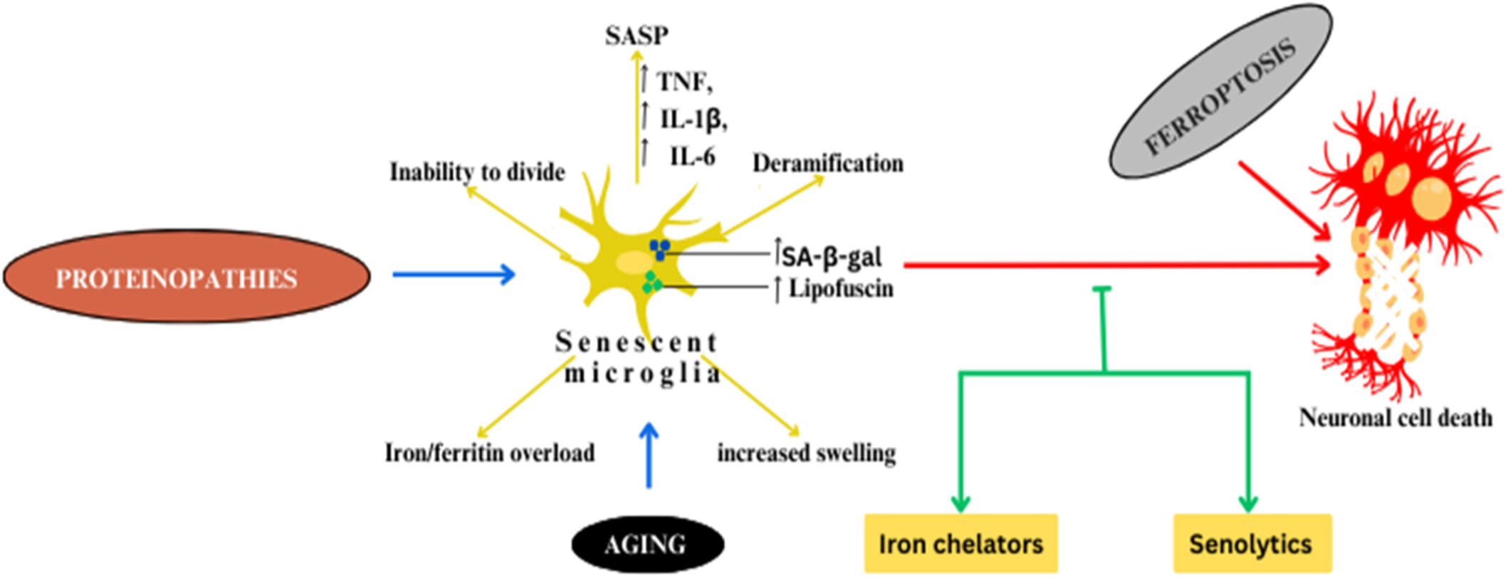 Microglial senescence in neurodegeneration: Insights, implications, and therapeutic opportunities