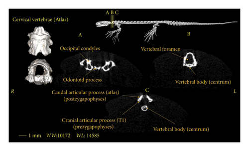 Details are in the caption following the image Details are in the caption following the image