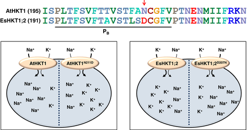 Details are in the caption following the image Details are in the caption following the image