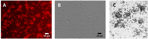 Details are in the caption following the image