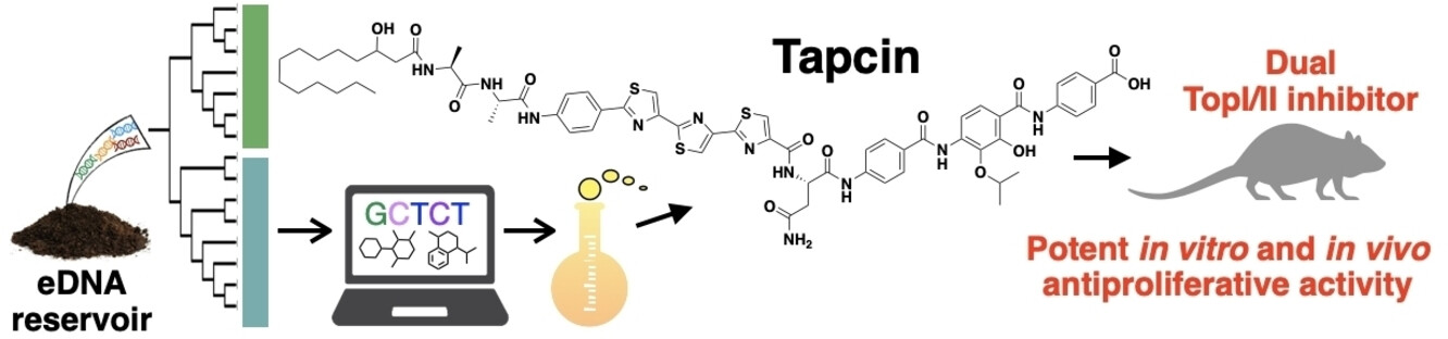 Tapcin, an In Vivo Active Dual Topoisomerase I/II Inhibitor Discovered by Synthetic Bioinformatic Natural Product (Syn-BNP)-Coupled Metagenomics