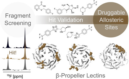 Allosterische, Wirkstoff-zugängliche Bindestellen in β-Propeller-Lektinen