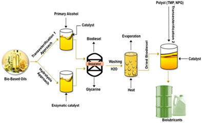 Biolubricant production via esterification and transesterification processes: Current updates and perspectives
