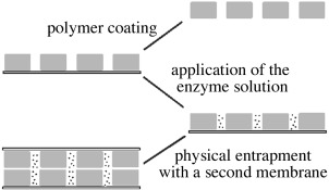 Use of Enzymes Deactivated by Site-Directed Mutagenesis for the Preparation of Enantioselective Membranes