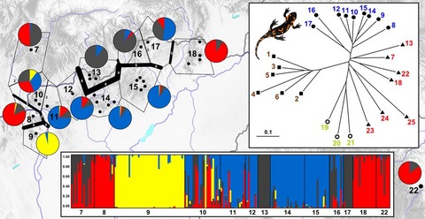 Increased genetic structuring of isolated Salamandra salamandra populations (Caudata: Salamandridae) at the margins of the Carpathian Mountains