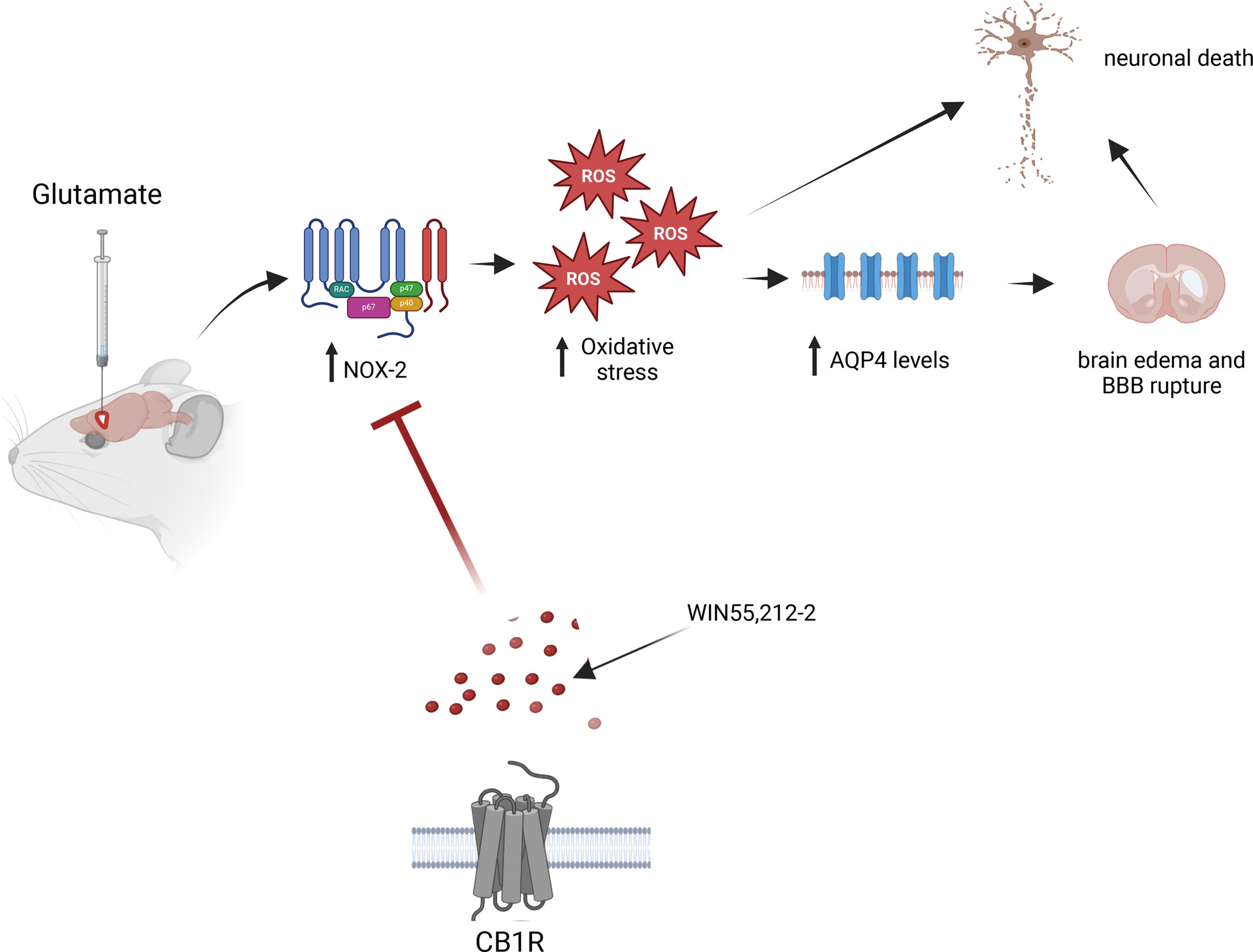 CB1 Receptor Activation Provides Neuroprotection in an Animal Model of Glutamate-Induced Excitotoxicity Through a Reduction of NOX-2 Activity and Oxidative Stress
