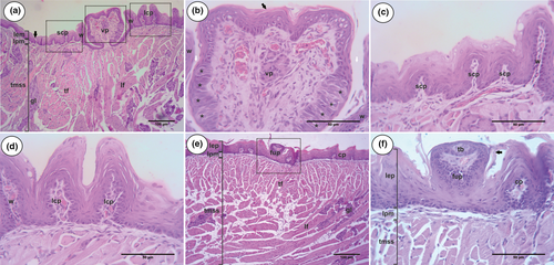 Details are in the caption following the image Details are in the caption following the image