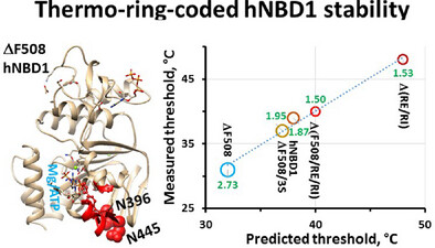 ATP-Dependent Thermo-Ring Basis for the Heat Unfolding of the First Nucleotide-Binding Domain Isolated From Human CFTR