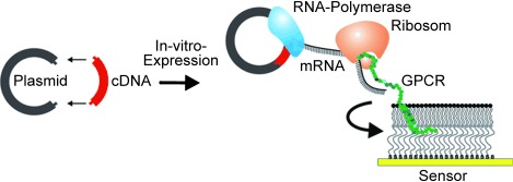 Inkorporation von in vitro synthetisierten G-Protein-gekoppelten Rezeptoren in ein peptidfixiertes artifizielles Membransystem