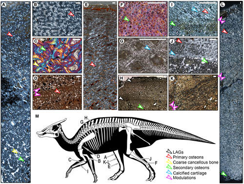 Details are in the caption following the image Details are in the caption following the image