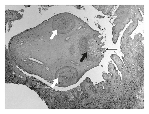 Details are in the caption following the image Details are in the caption following the image