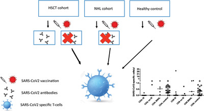 SARS-CoV-2-specific T cells are generated in less than half of allogeneic HSCT recipients failing to seroconvert after COVID-19 vaccination