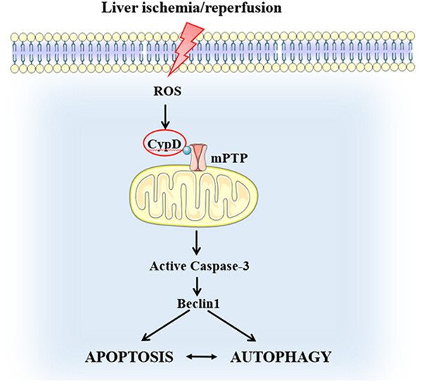 Cyclophilin D as a potential therapeutic target of liver ischemia/reperfusion injury by mediating crosstalk between apoptosis and autophagy