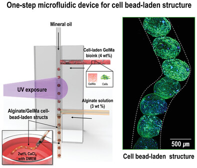 A Microfluidic Device to Fabricate One-Step Cell Bead-Laden Hydrogel Struts for Tissue Engineering
