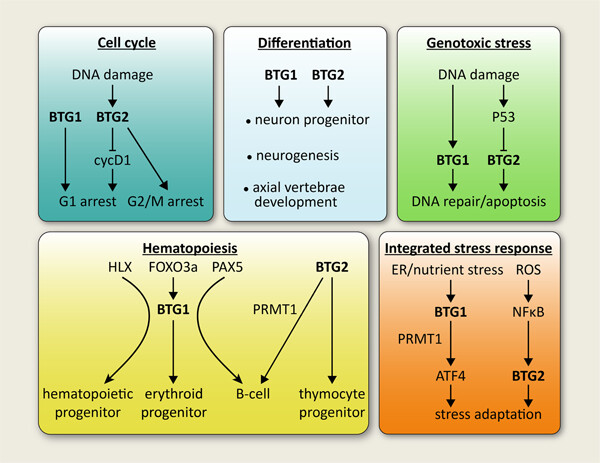 Tumor suppressors BTG1 and BTG2: Beyond growth control