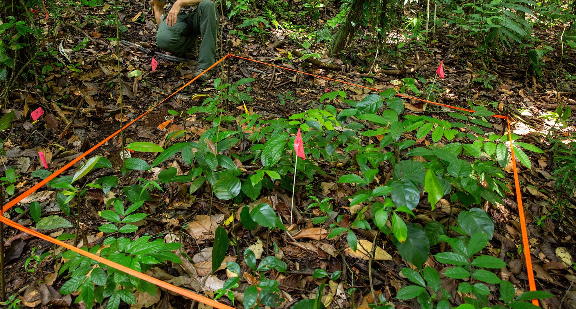 Seedling growth declines in warmed tropical forest soils