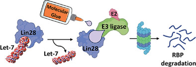 PROTAC and Molecular Glue Degraders of the Oncogenic RNA Binding Protein Lin28