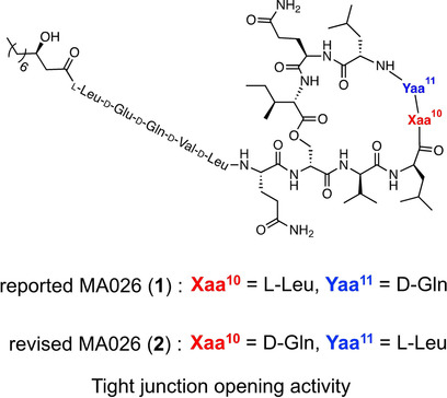Structural Revision of Natural Cyclic Depsipeptide MA026 Established by Total Synthesis and Biosynthetic Gene Cluster Analysis