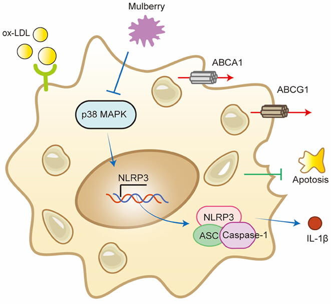Mulberry extract upregulates cholesterol efflux and inhibits p38 MAPK-NLRP3-mediated inflammation in foam cells