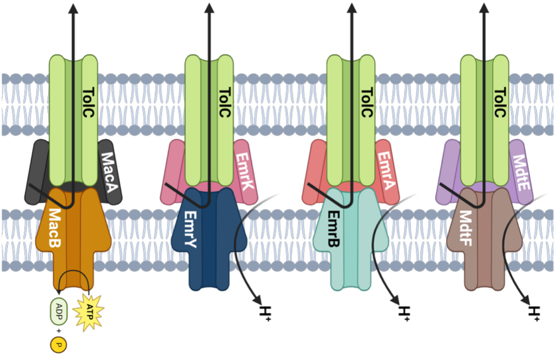 Physiological Effects of TolC-Dependent Multidrug Efflux Pumps in Escherichia coli: Impact on Motility and Growth Under Stress Conditions