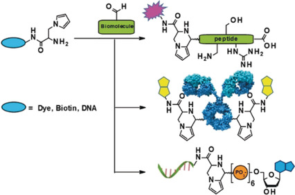 Efficient Pictet–Spengler Bioconjugation with N-Substituted Pyrrolyl Alanine Derivatives