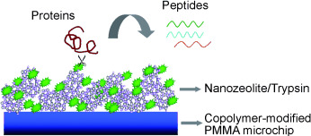 Efficient Proteolysis System: A Nanozeolite-Derived Microreactor