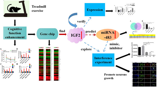 Treadmill training improves cognitive function by increasing IGF2 targeted downregulation of miRNA-483