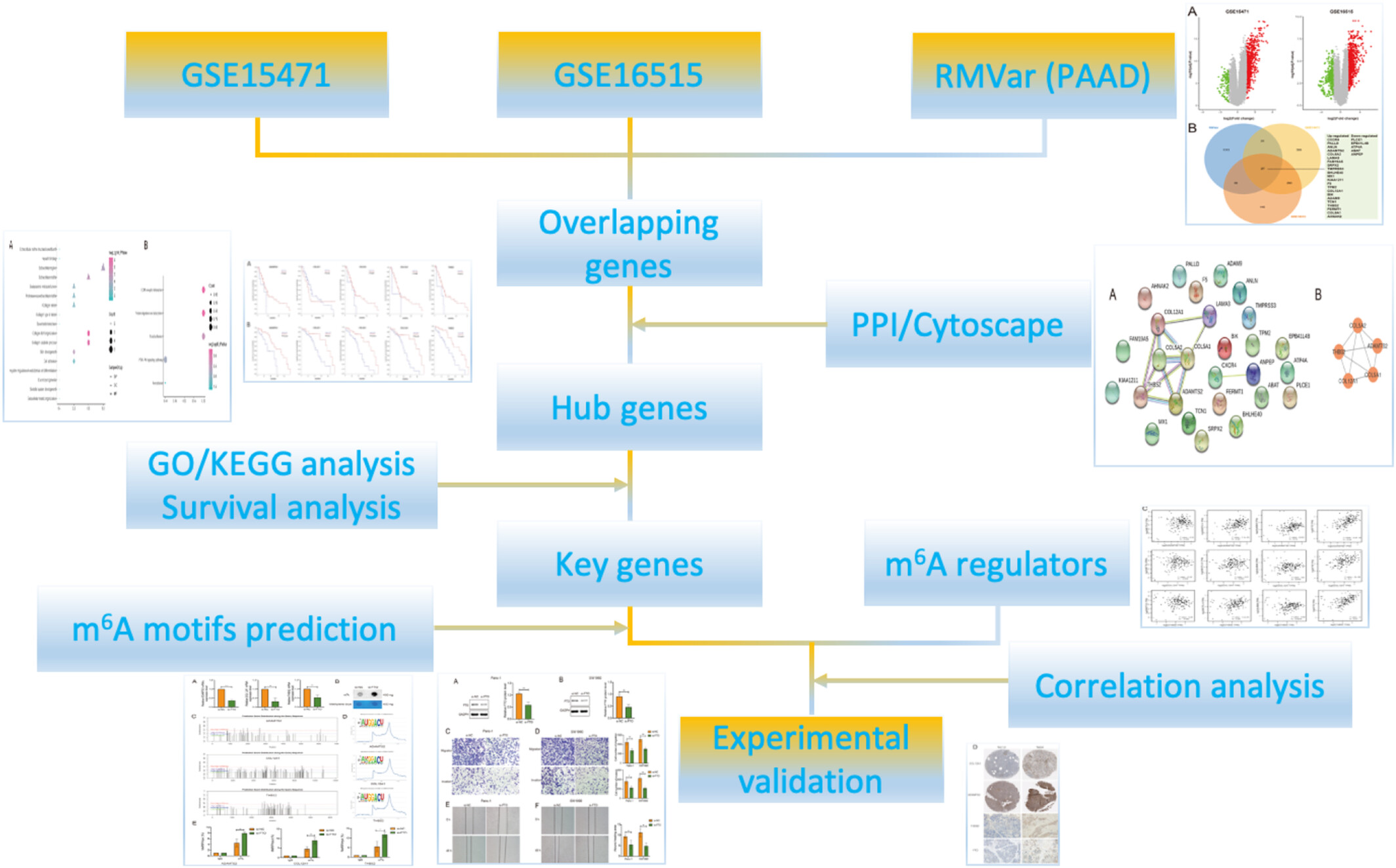 N6-methyladenosine RNA demethylase FTO regulates extracellular matrix-related genes and promotes pancreatic cancer cell migration and invasion