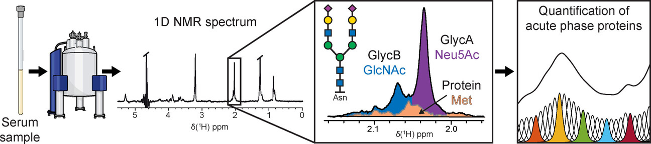 Towards a Precise NMR Quantification of Acute Phase Inflammation Proteins from Human Serum
