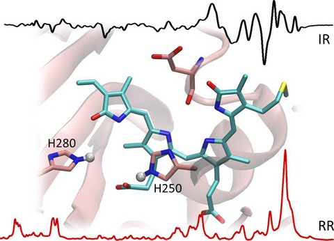 Structural and Vibrational Characterization of the Chromophore Binding Site of Bacterial Phytochrome Agp1