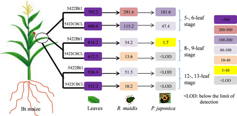 Presence of Cry1Ab in the Bt maize – aphid (Rhopalosiphum maidis) – ladybeetle (Propylea japonica) system has no adverse effects on insect biological parameters