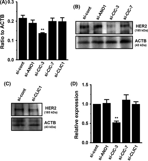 Transcriptional repression of human epidermal growth factor receptor 2 by ClC-3 Cl−/H+ transporter inhibition in human breast cancer cells