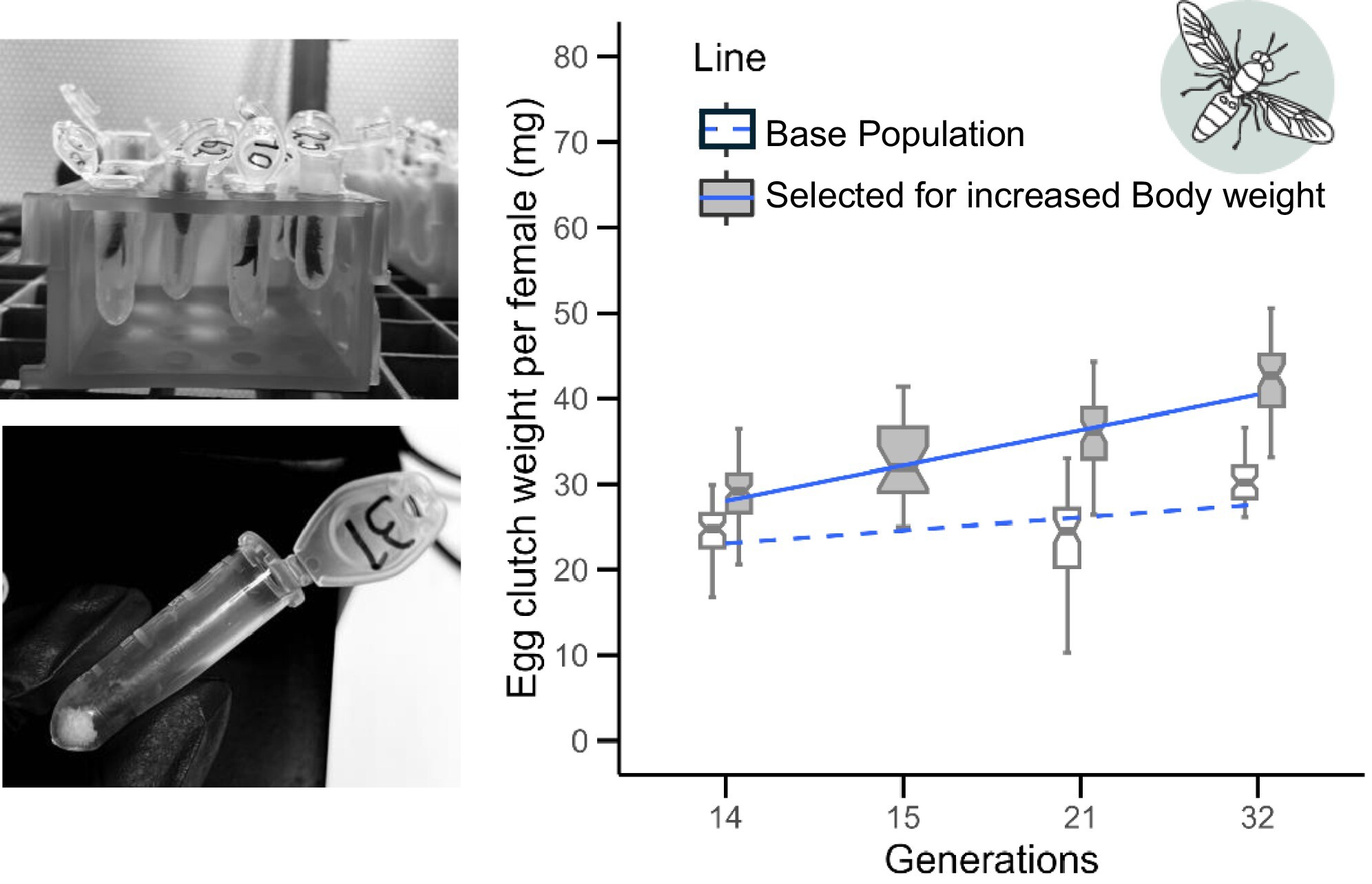 Correlated response to selection for increased body weight on fecundity in Hermetia illucens