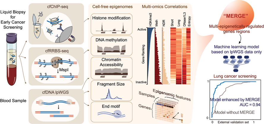 Cell-free epigenomes enhanced fragmentomics-based model for early detection of lung cancer