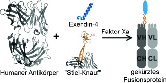Rational Design of a Humanized Glucagon-Like Peptide-1 Receptor Agonist Antibody