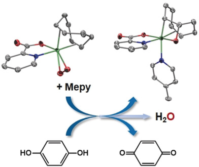 Activating a Peroxo Ligand for C−O Bond Formation