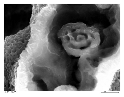 Details are in the caption following the image