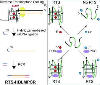 Targeted Detection of G-Quadruplexes in Cellular RNAs
