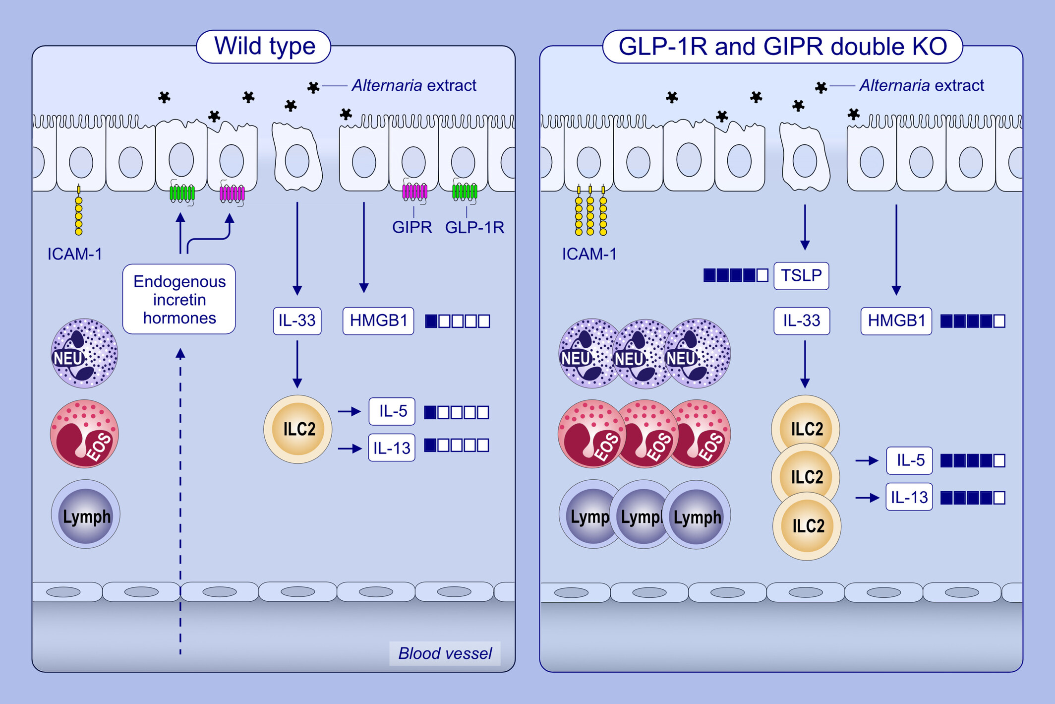 Endogenous Glucagon-Like Peptide-1 Receptor and Glucose-Dependent Insulinotropic Polypeptide Receptor Signaling Inhibits Aeroallergen-Induced Innate Airway Inflammation