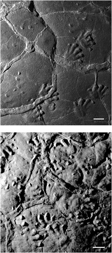 Details are in the caption following the image Details are in the caption following the image