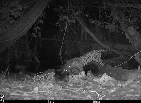 When waterholes get busy, rare interactions thrive: Photographic evidence of a jaguar (Panthera onca) killing an ocelot (Leopardus pardalis)