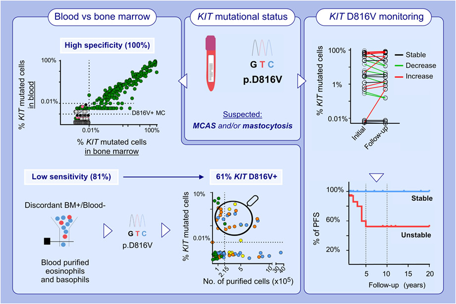 KITD816V mutation in blood for the diagnostic screening of systemic mastocytosis and mast cell activation syndromes