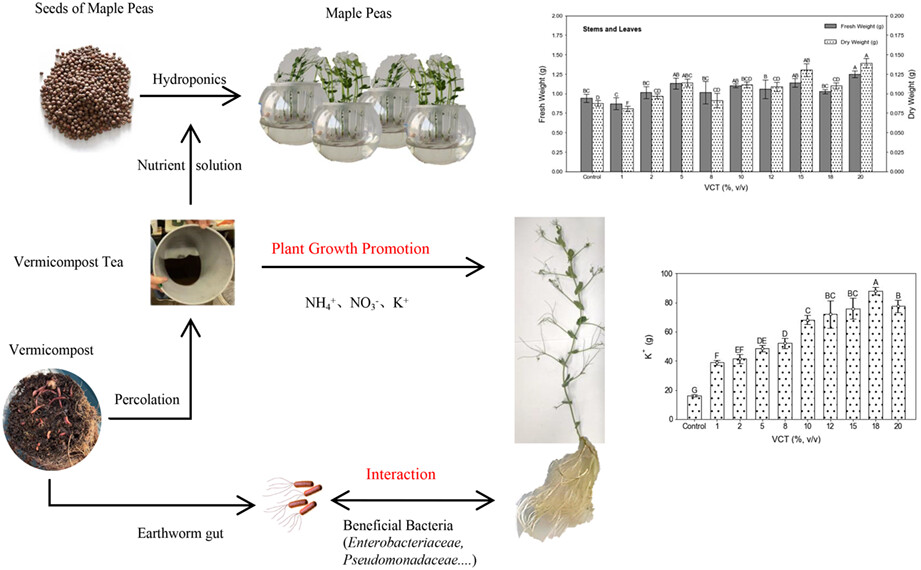 Nutritional and microbiological effects of vermicompost tea in hydroponic cultivation of maple peas (Pisum sativum var. arvense L.)