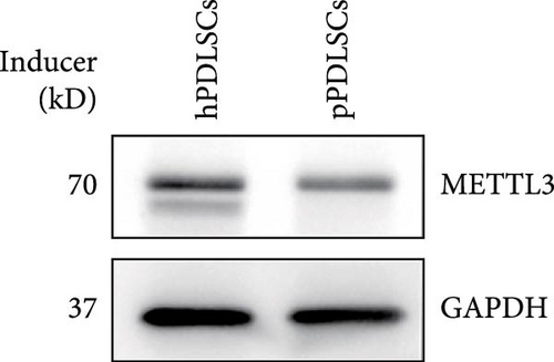 Details are in the caption following the image