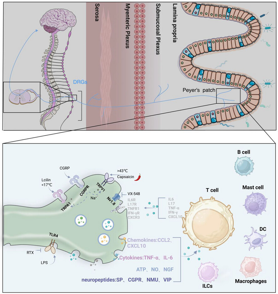 Neuroimmune interactions: The bridge between inflammatory bowel disease and the gut microbiota