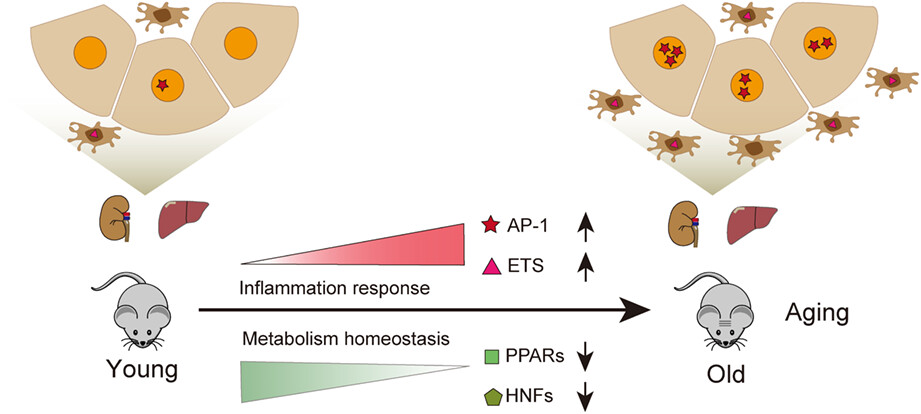 AP-1 is a regulatory transcription factor of inflammaging in the murine kidney and liver