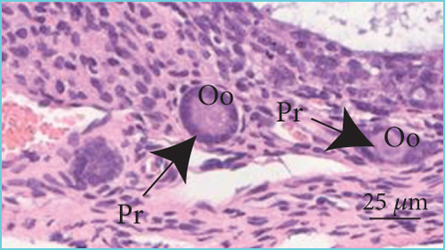 Details are in the caption following the image