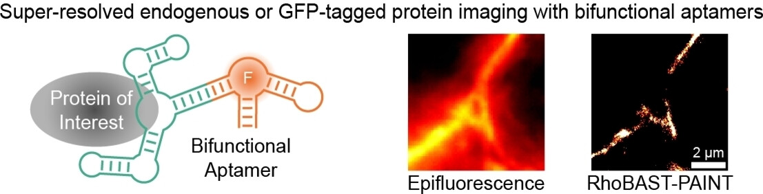 Super-Resolved Protein Imaging Using Bifunctional Light-Up Aptamers