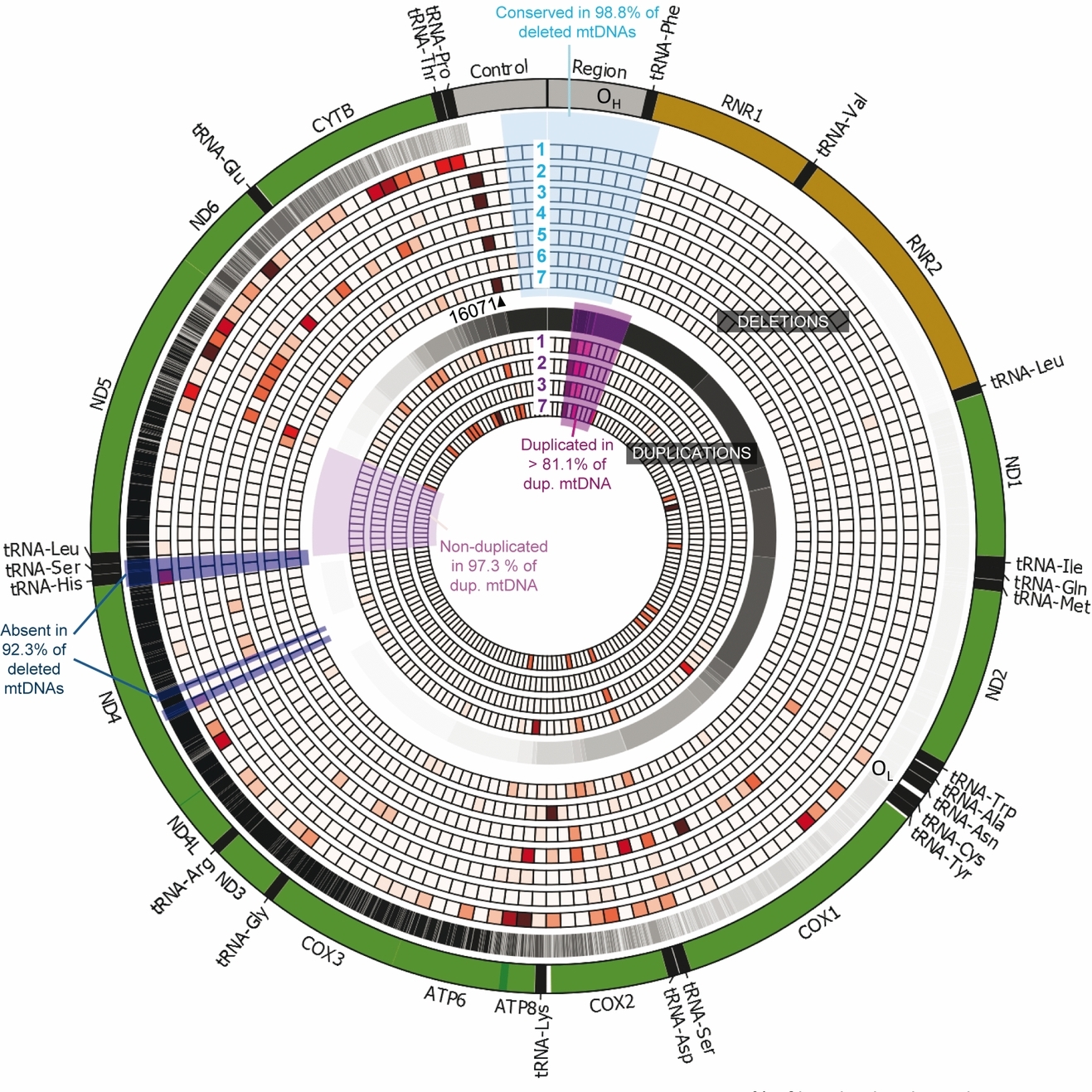 Mitochondrial DNA Rearrangements in Health and Disease—A Comprehensive Study